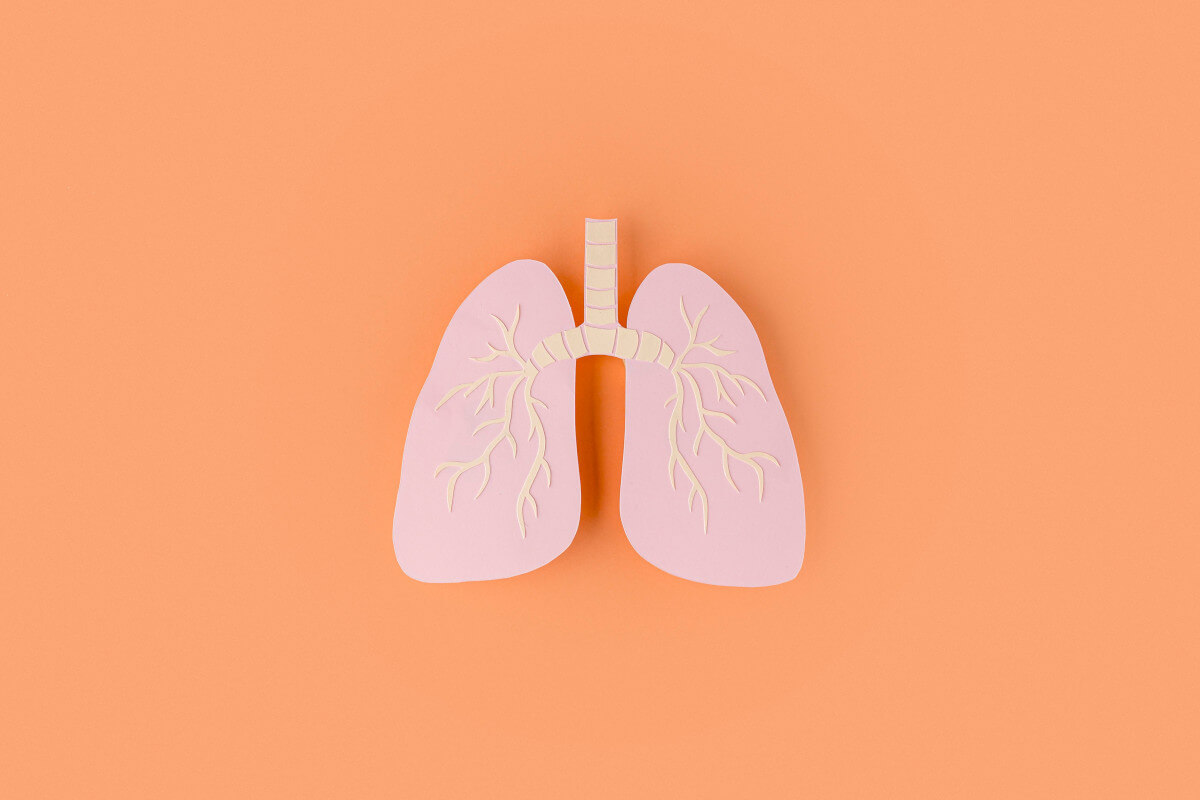 paper made lungs isolated orange