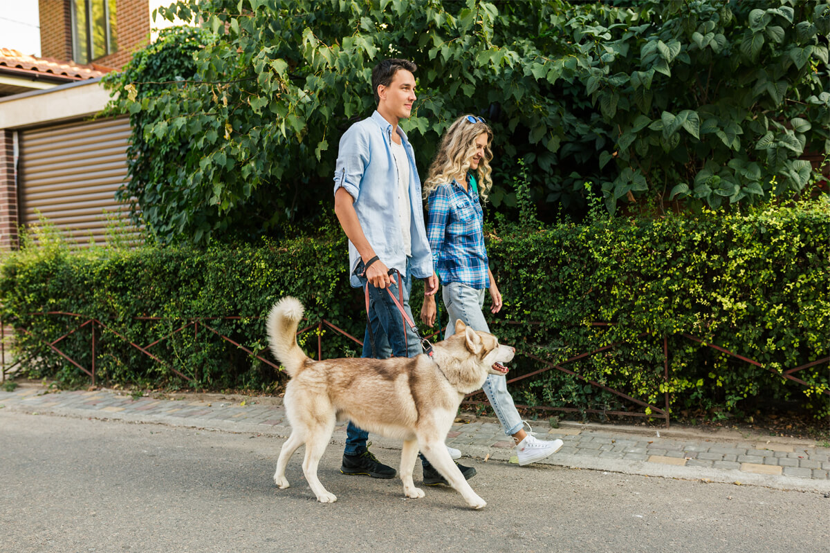 young stylish couple walking with dog street man woman happy together with husky breed