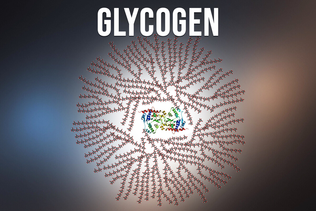 GLYCOGEN 1