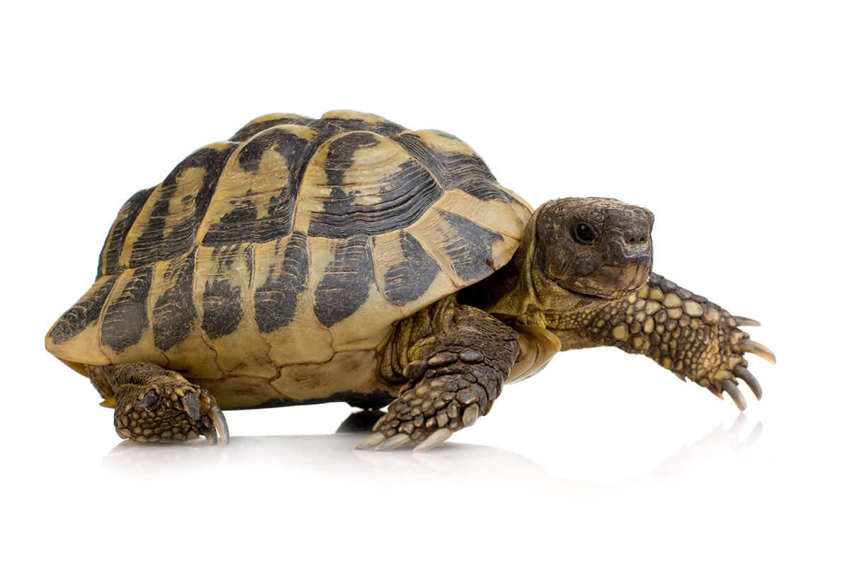 herman s tortoise front white background