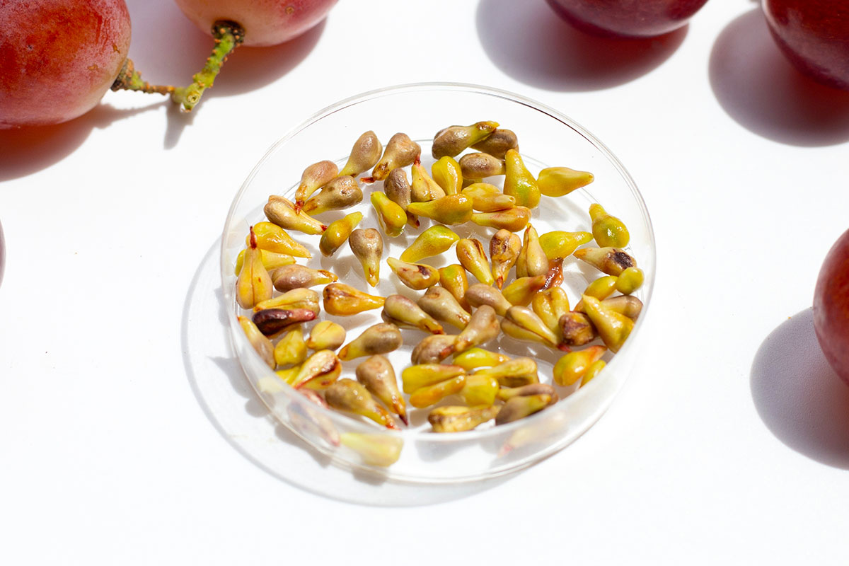 grape seeds with fresh fruit white background